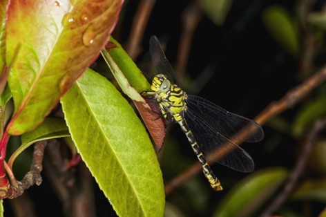 Libellula